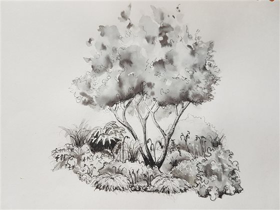 Sketching Plants: tips and techniques with Anna Ribo - 18 February 2026