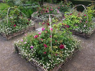 David Austin's  Rosa 'Gertrude Jekyll' and Rosa 'Falstaff' in traditional raised rose beds with woven willow fencing, underplanted with pretty Mexican Daisies.