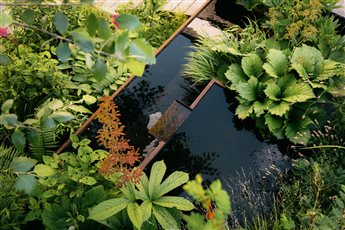 Corten steel water feature with dense shade planting.