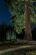 Tree and canopy lighting used to express the scale and character of a mature landscape after dark.