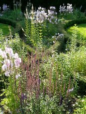 Herbaceous planting.