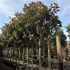 A range of screening trees in stock 