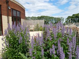 Chris Parsons MSGD - Ashgate Hospicecare Gardens (2)