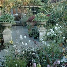 The white Japanes anemones create contrast with the pale grey porcelain tiles in this Wimbledon garden.