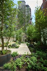 A beautiful London City garden worked on by the McCormack Noble team last year, working with Designer Alice Crespi