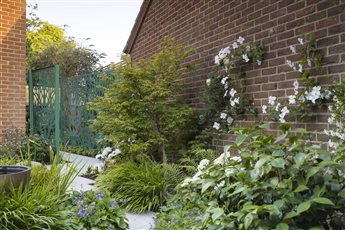 Green and white planting create a calm atmosphere in 'The Tranquil Garden' . 
Laser cut screens shield the side boundary to contain the space.