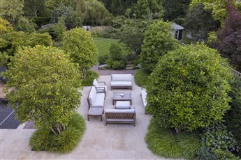 Luxurious garden in St Albans with natural stone paving and  large evergreen multi-stem trees create a courtyard within the larger garden.
