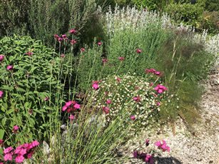 Drought tolerant planting

Dianthus carthusianorum and Erigeron karvinskianus