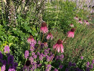 Naturalistic Perennial Planting

Echinacea pallida