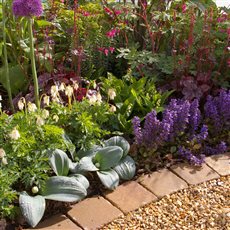 Brightly coloured planting in an area with some sun.