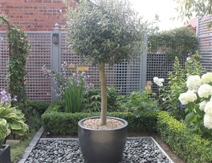 planting courtyard