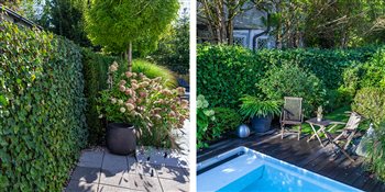 A natural green fence for instant privacy in the garden.
