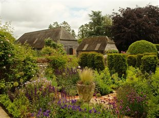 Utilising existing Irish Yews to create a traditional parterre bed, incorporating many culinary herbs.