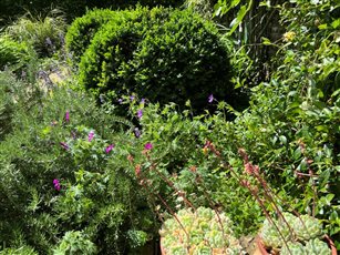 Walled garden early summer topiary and informal planting