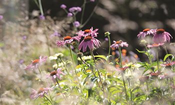 Echincea appearing through grasses, catches the light