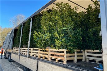 We make it easy for you. Send us a list of plants you require and we will do the rest. We will find the available plants from different growers and negotiate best prices. We will then provide a quote with any available options.