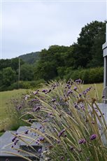 Precise hard landscaping and naturalistic planting