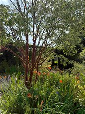 Planting enhances the garden through careful selection