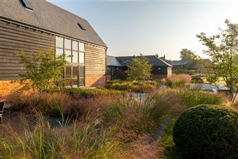 A soft design of ethereal grasses in early evening light