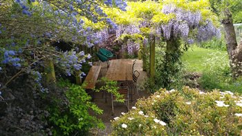 The wisteria clad pergola in late May Kristina's own garden which is open annually for the National Garden Scheme in the 'Waterworks & Friends Group'. 