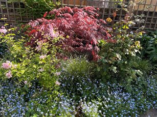 Informal border with Japanese red maple in spring