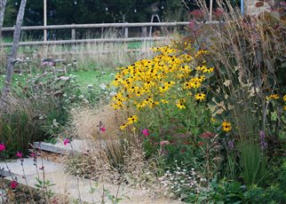 autumn planting by steps with rudbeckia
