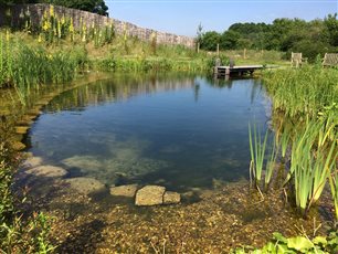 Natural swimming pond in Hampshire