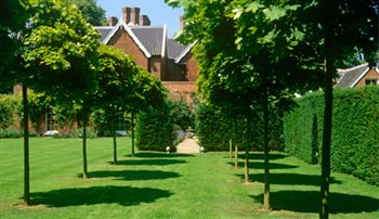 Garden of rooms, Norfolk
- Acer globosum walkway