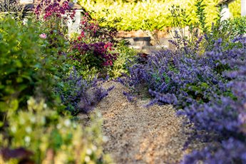 Flowing garden - Planting softens pathways and provides colourful exuberance.