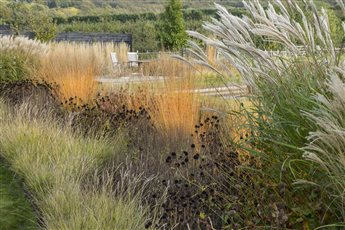 Ornamental grasses catching the low autumn sunshine in this contemporary garden in Kent