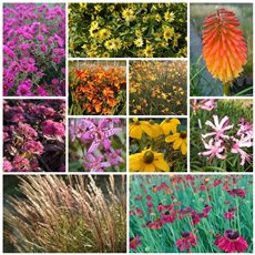 Selection of plants from the Nursery