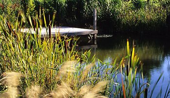 Rushes and reeds in the Pond at Perching Barn, West Sussex