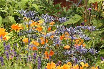 Carefully chosen plants that grow together to create a living tapestry full of life and colour