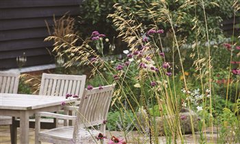 2m Tall Stipa gigantea creating a transparent curtain, positioned to catch the setting sun.