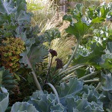 Crambe maritima with Nassella tenuissima in the background