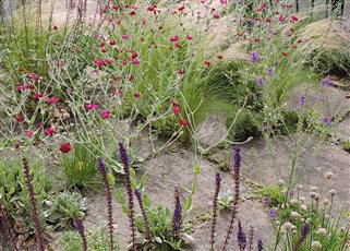 planted patio with self-seeders