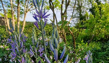 Woodland-edge gardens are a speciality.  They make a perfect balance of beauty and screening with an enhanced biodiversity.
