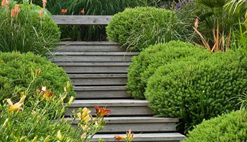 Step hugging Hebe rakaiensis in a Surrey garden