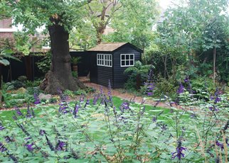 little black shed with salvias