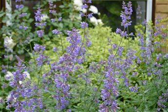 Cool colours mid century planting design, Maresfield, East Sussex