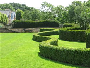 Dragon hedges Leicestershire