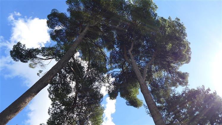 Climate Resilient Tree Selection - 19 & 26 January 2026