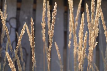 Perennial grasses contemporary planting design, Sussex