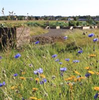 Braehead Community Garden (2)