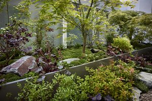 Winner: Haruko Seki, Project: A Private Patio in Marylebone, Image: Alister Thorpe