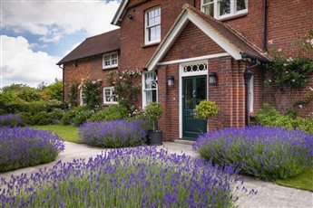 Lavender flanks the entrance to this garden in Buckinghamshire while scented roses climb the house.
