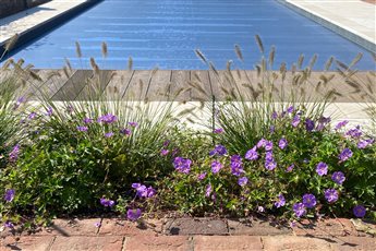 Rural retreat landscape design, poolside borders.