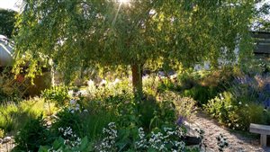 Kristina Clode - Sedlescombe Primary School Sensory Garden - Photo Abigail Rex