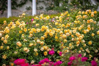 David Austin Roses - Display Garden Albrighton