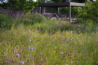 Buckinghamshire Meadow Garden